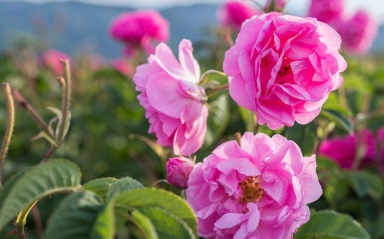 Seedlings of Damask roses 