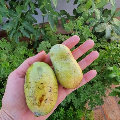 Indijanska banana - Asimina triloba 