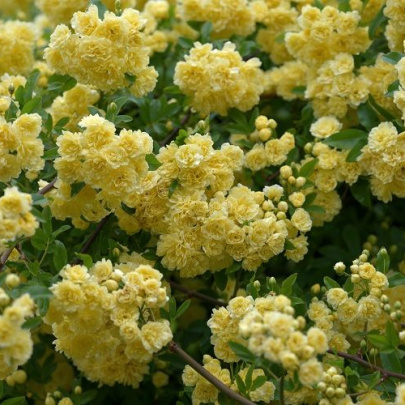 Banksova ruža manja - Rosa banksiae Lutea