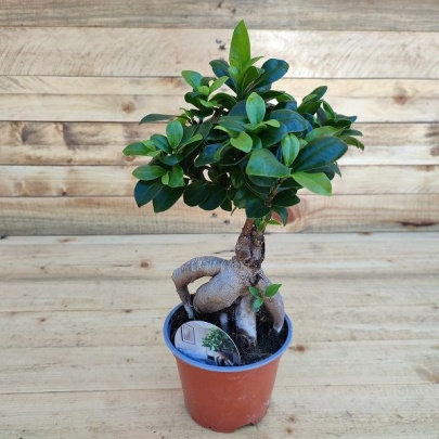 Fikus ginseng - Ficus microcarpa 'Ginseng'