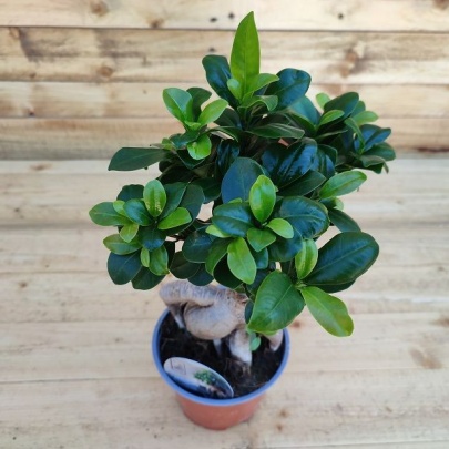 Fikus ginseng - Ficus microcarpa 'Ginseng'
