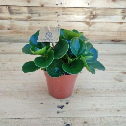 Peperomija - Peperomia obtusifolia