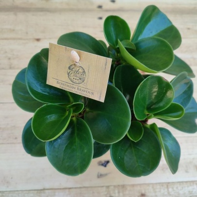 Peperomija - Peperomia obtusifolia