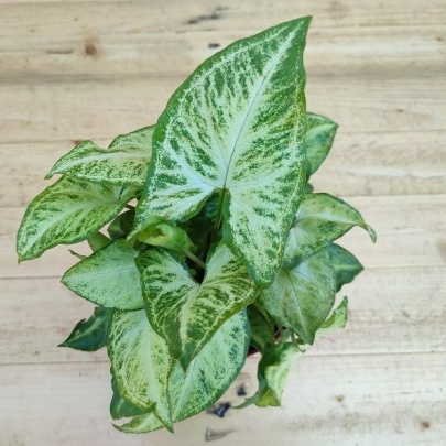 Streličasta loza - Syngonium podophyllum