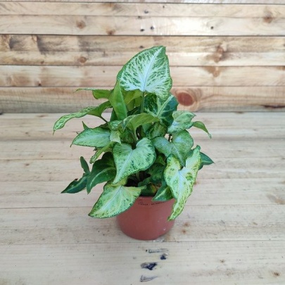 Streličasta loza - Syngonium podophyllum