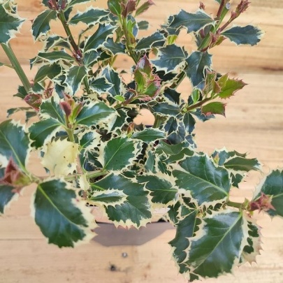 Božikovina - Ilex aquifolium