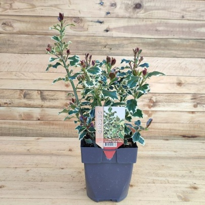 Božikovina - Ilex aquifolium