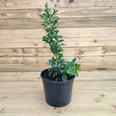 Scarlet Firethorn - Pyracantha coccinea