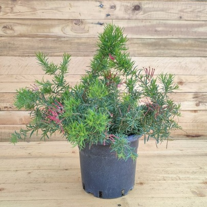 Grevileja - Grevillea juniperina