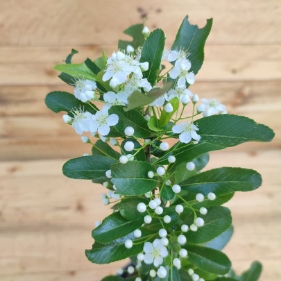 Scarlet Firethorn - Pyracantha coccinea