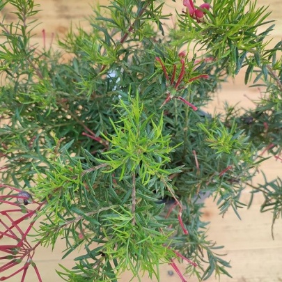Grevileja - Grevillea juniperina