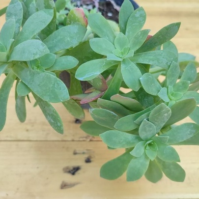 Žednjak - Sedum palmeri