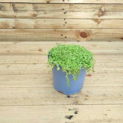 Baby tears - Soleirolia soleirolii