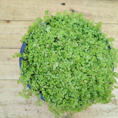 Baby tears - Soleirolia soleirolii