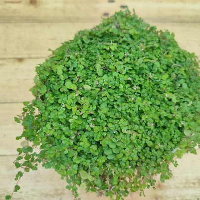 Baby tears - Soleirolia soleirolii