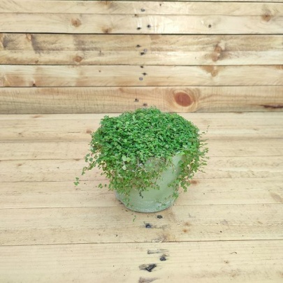 Baby tears - Soleirolia soleirolii