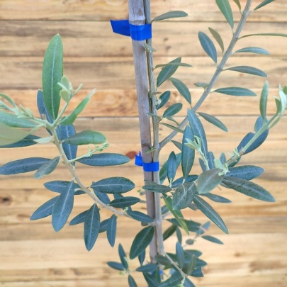 Olive seedling - Olea europaea