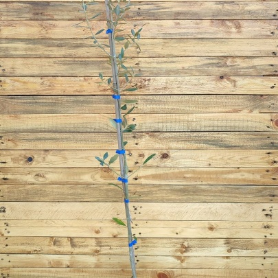 Olive seedling - Olea europaea