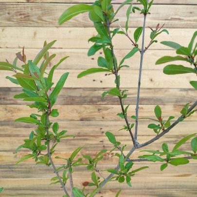 Sadnica nar/šipak - Punica granatum