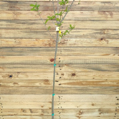 Sadnica nar/šipak - Punica granatum