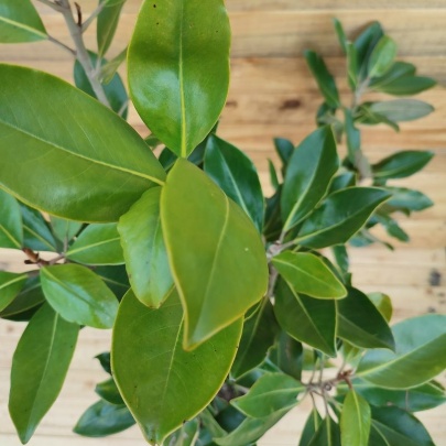 Magnolija - Magnolia grandiflora