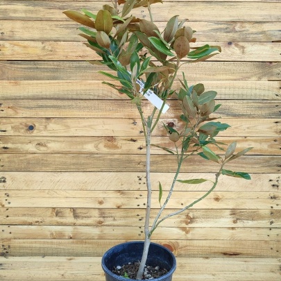 Magnolija - Magnolia grandiflora