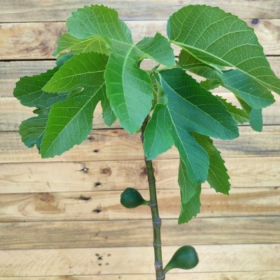 Sadnica smokve - Ficus carica