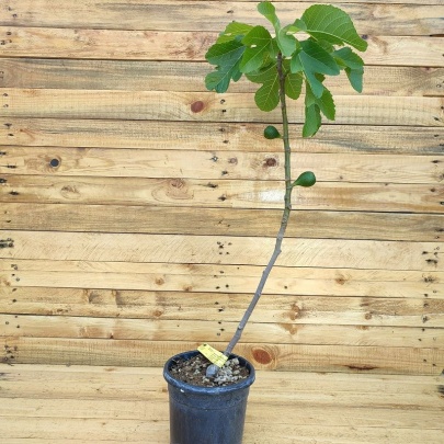 Sadnica smokve - Ficus carica