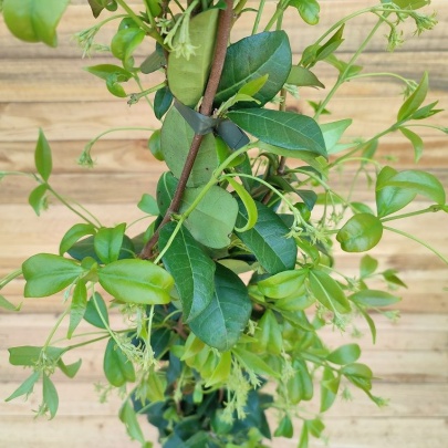 Zvjezdasti jasmin - Rhyncospermum jasminoides 