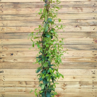 Zvjezdasti jasmin - Rhyncospermum jasminoides 
