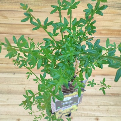 Winter jasmine - Jasminum nudiflorum