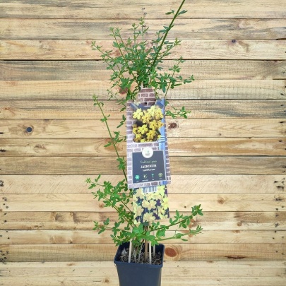 Winter jasmine - Jasminum nudiflorum