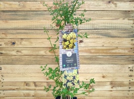 Winter jasmine - Jasminum nudiflorum