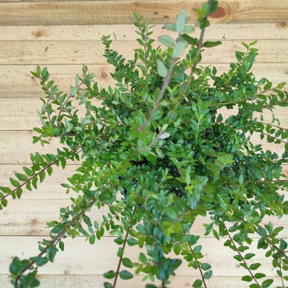 Honeysuckle - Lonicera pileata