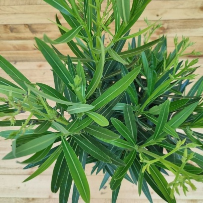 Oleander M - Nerium oleander M