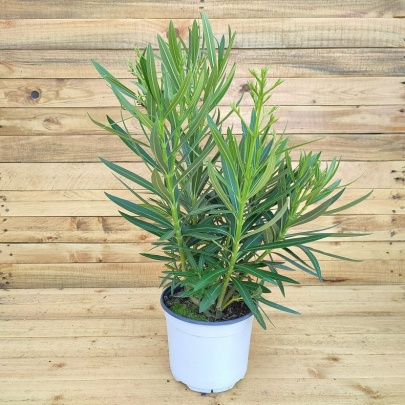 Oleander M - Nerium oleander M