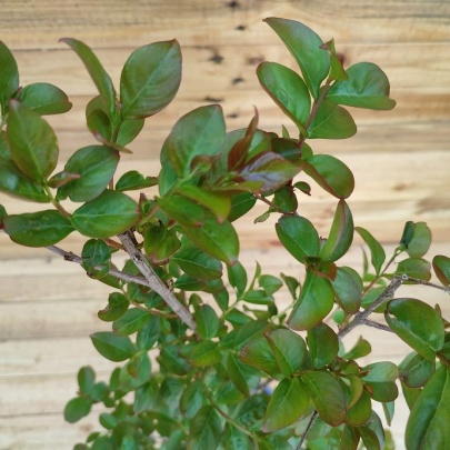 Crepe myrtle - Lagerstroemia indica