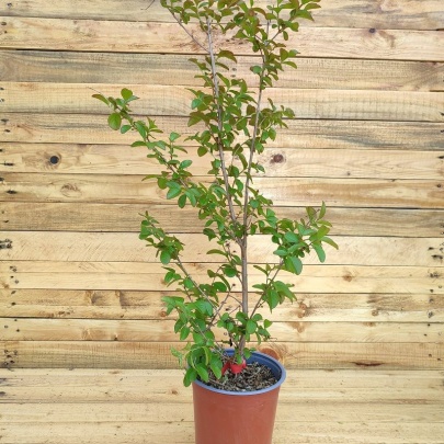 Crepe myrtle - Lagerstroemia indica