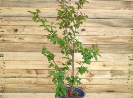 Indijski jorgovan - Lagerstroemia indica