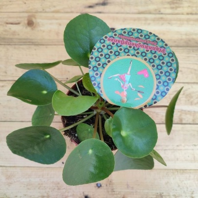 Chinese Money Plant - Pilea peperomioides