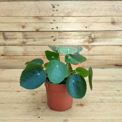 Chinese Money Plant - Pilea peperomioides