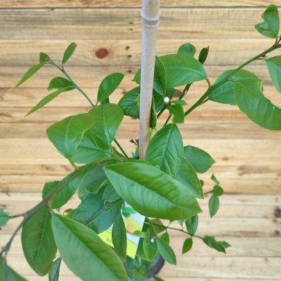 Sadnica limuna - Citrus limon