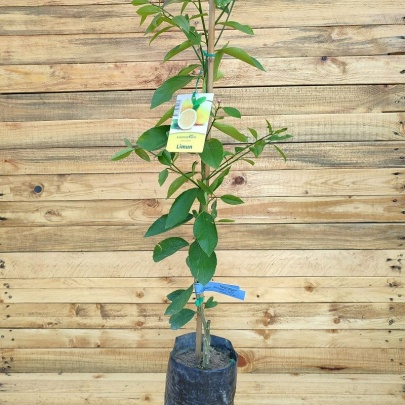Sadnica limuna - Citrus limon