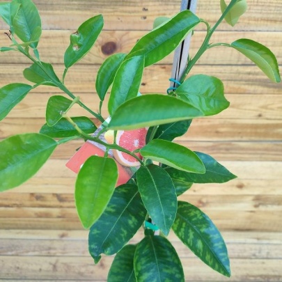 Grapefruit - Citrus paradisi