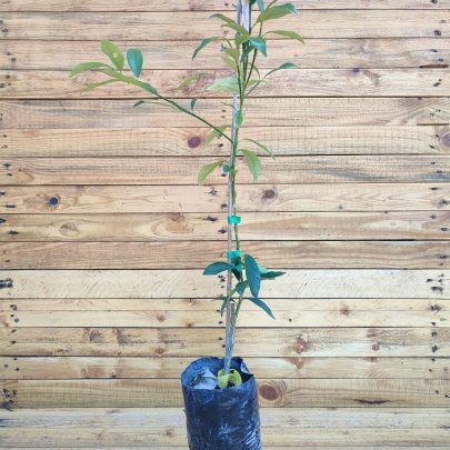 Sadnica kumkvat - Citrus japonica