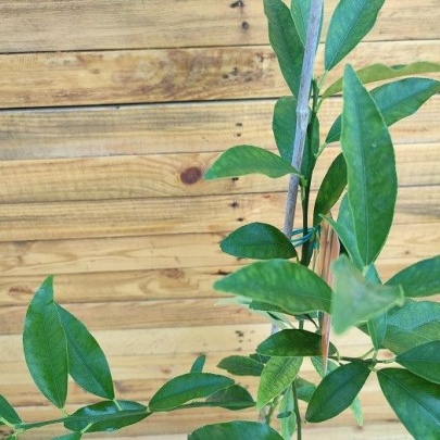 Sadnica kumkvat - Citrus japonica