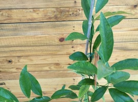 Sadnica kumkvat - Citrus japonica