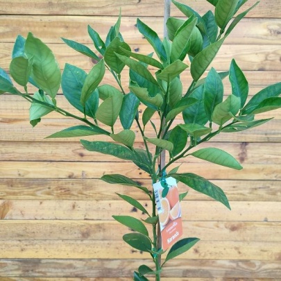 Orange - Citrus sinensis