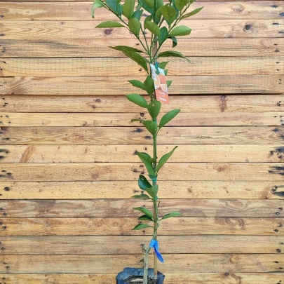 Orange - Citrus sinensis