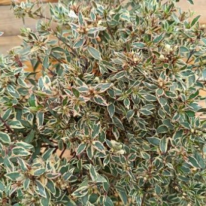 Abelia - Abelia grandiflora / Abelia confetti